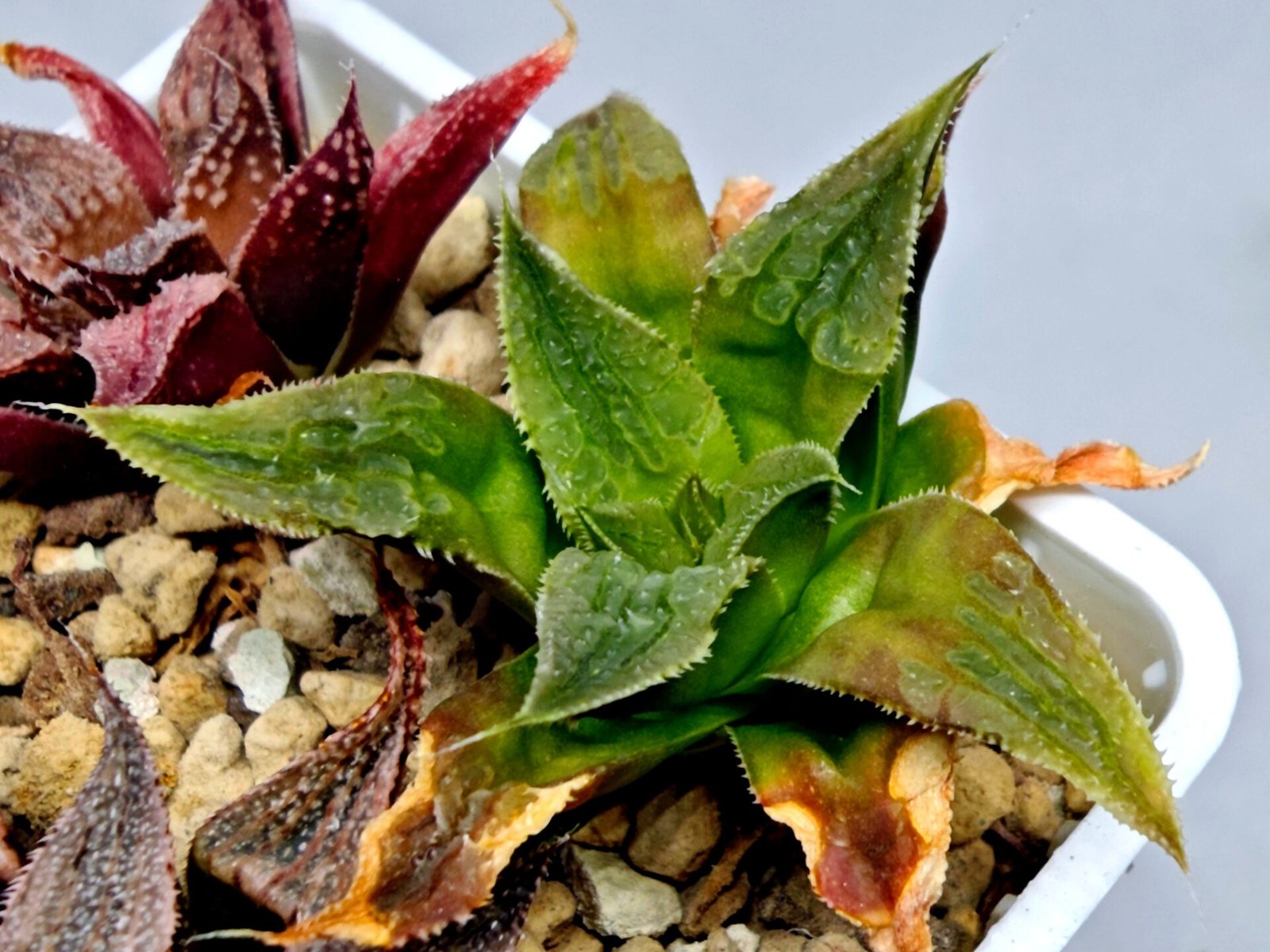 Haworthia Seedling Badia Emelyae Major S079 - 7