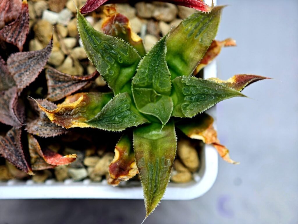 Haworthia Seedling Badia Emelyae Major S079 - 8