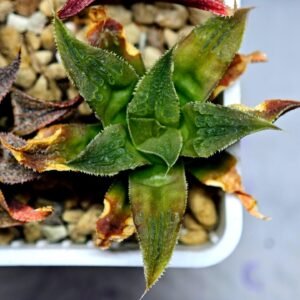 Haworthia Seedling Badia Emelyae Major S079 - 8