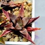 Haworthia Seedling Emelyae Major S080 - 1