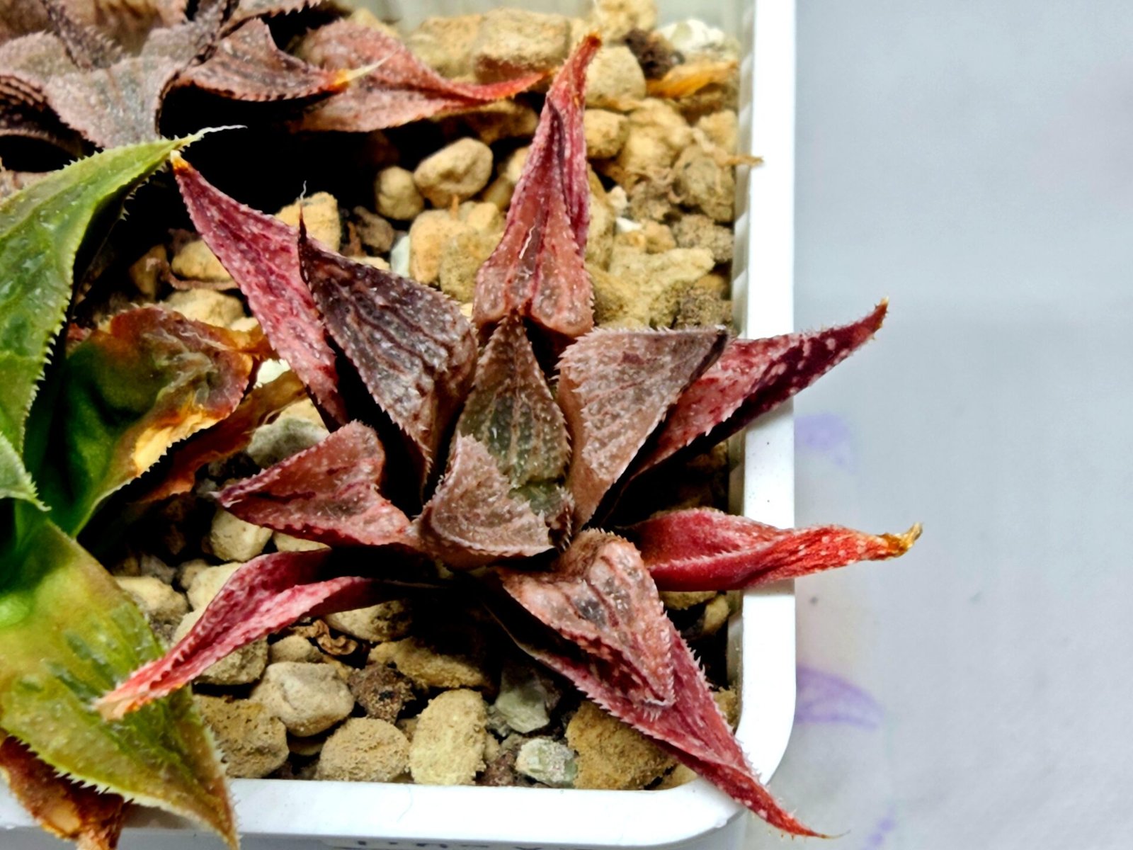 Haworthia Seedling Emelyae Major S080 - 1