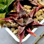 Haworthia Seedling Emelyae Major S080 - 2