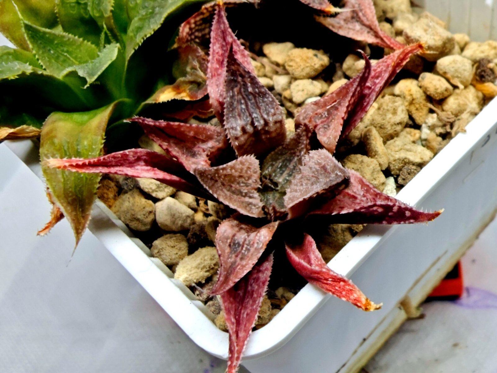 Haworthia Seedling Emelyae Major S080 - 2