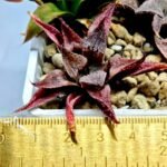Haworthia Seedling Emelyae Major S080 - 3