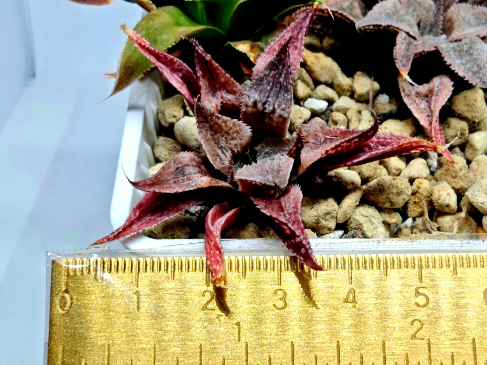 Haworthia Seedling Emelyae Major S080 - 3