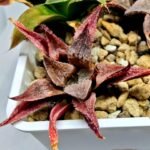 Haworthia Seedling Emelyae Major S080 - 4