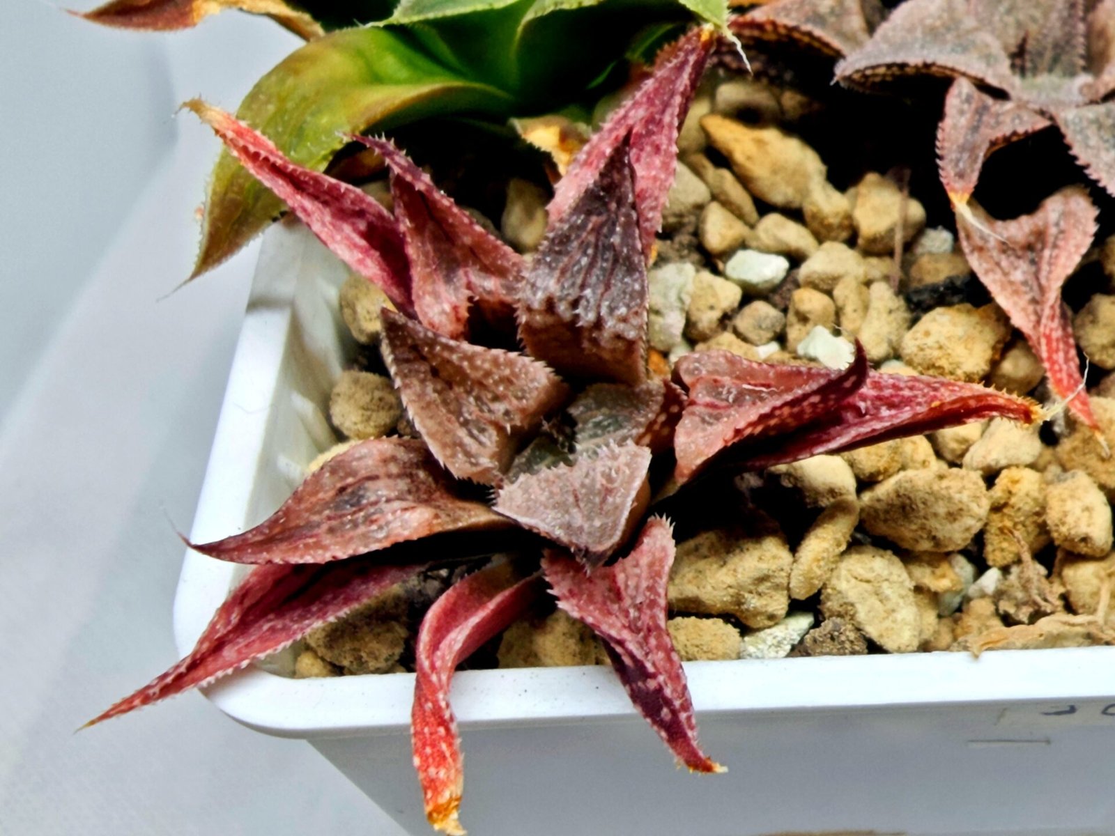 Haworthia Seedling Emelyae Major S080 - 4