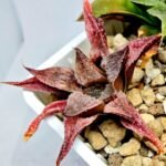 Haworthia Seedling Emelyae Major S080 - 5