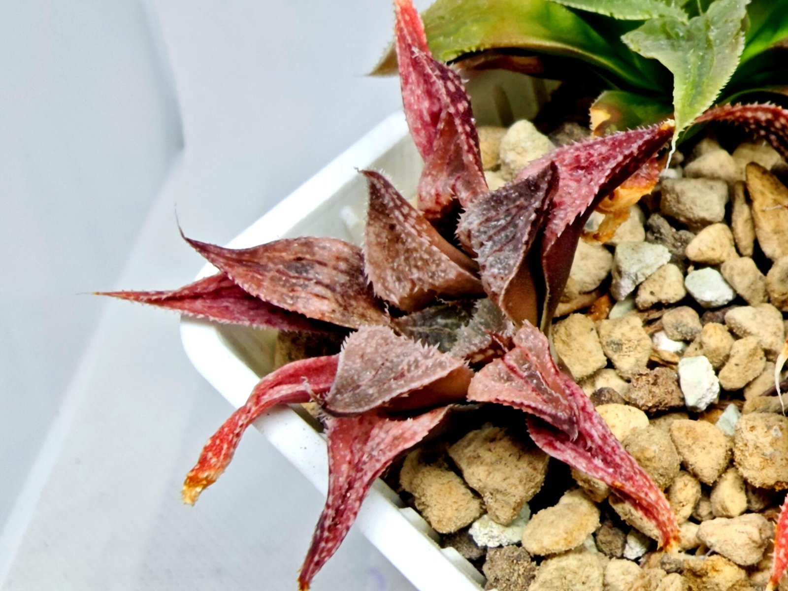Haworthia Seedling Emelyae Major S080 - 5