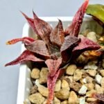 Haworthia Seedling Emelyae Major S080 - 6