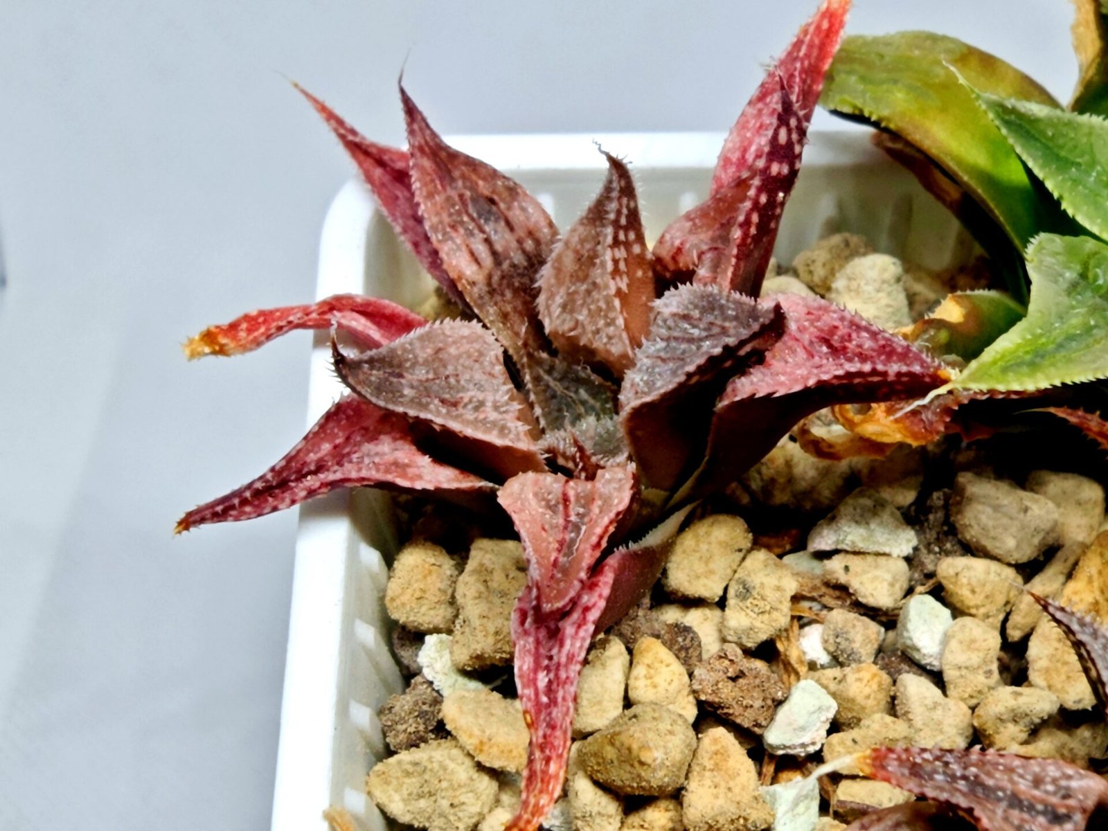 Haworthia Seedling Emelyae Major S080 - 6