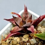 Haworthia Seedling Emelyae Major S080 - 7