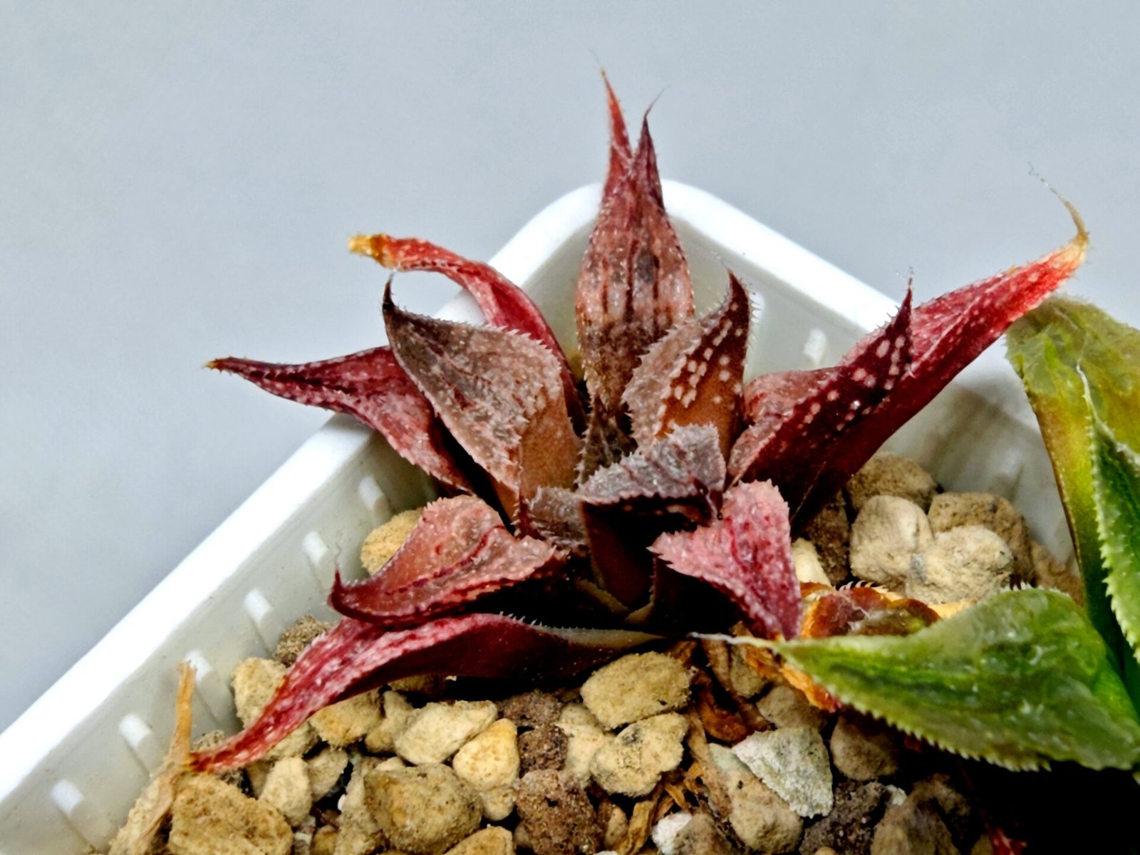 Haworthia Seedling Emelyae Major S080 - 7