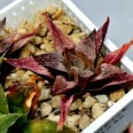 Haworthia Seedling Emelyae Major S080 - 8