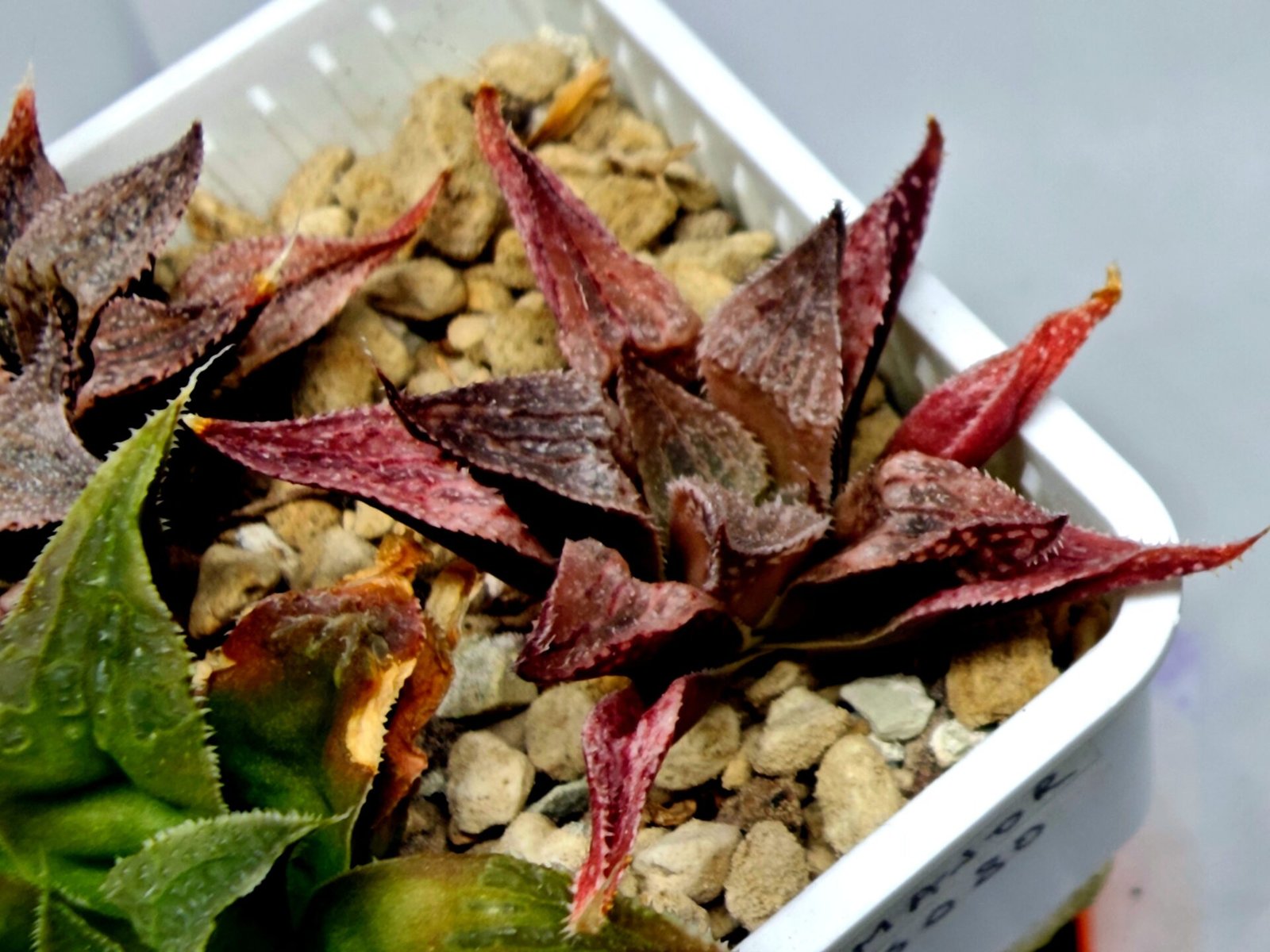 Haworthia Seedling Emelyae Major S080 - 8