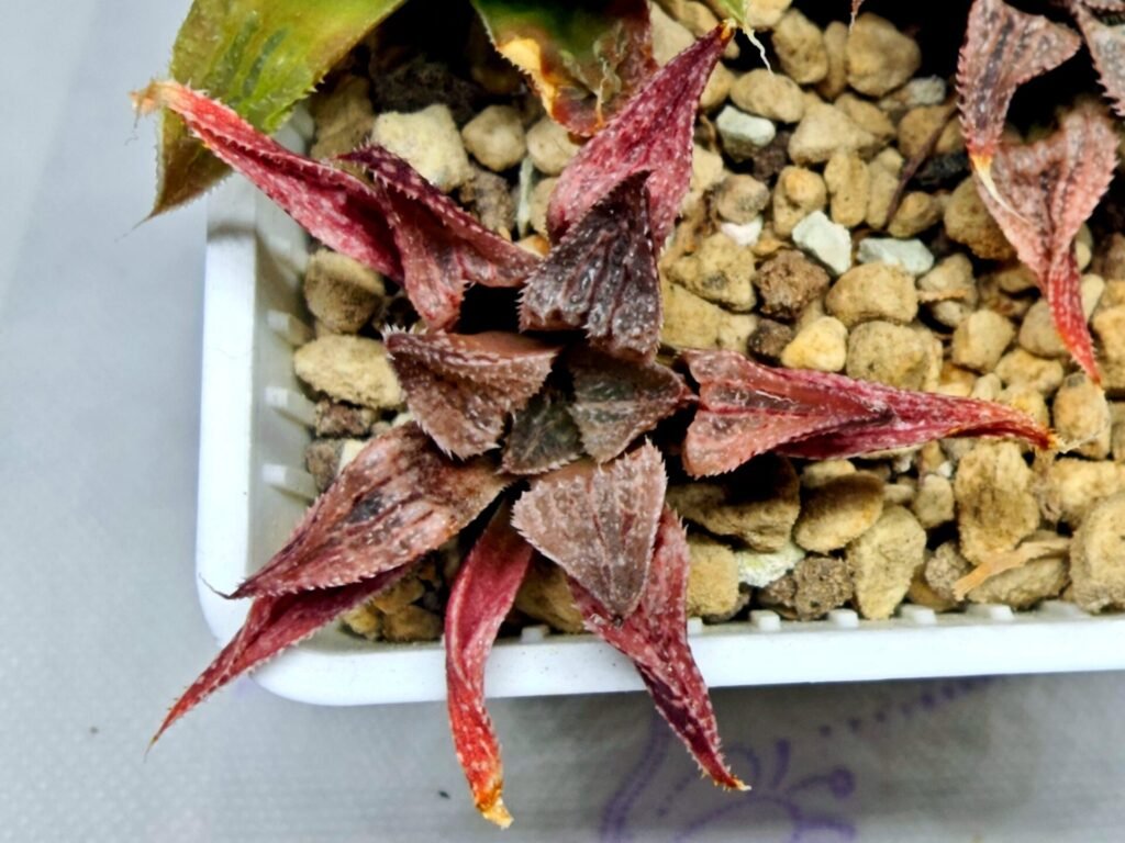 Haworthia Seedling Emelyae Major S080 - 9