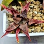 Haworthia Seedling Emelyae Major S080 - 9