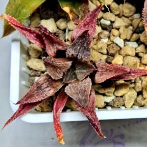 Haworthia Seedling Emelyae Major S080 - 9