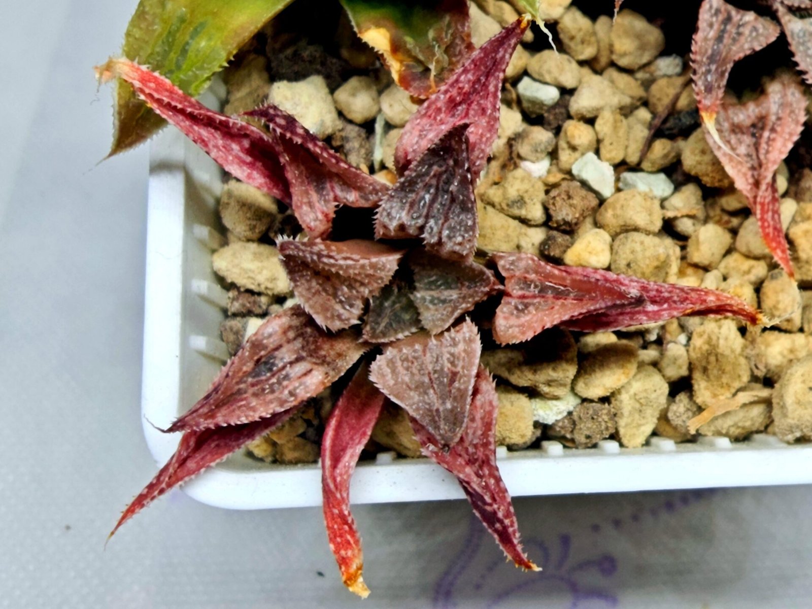 Haworthia Seedling Emelyae Major S080 - 9