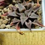 Haworthia Seedling Emelyae Major S082 - 1