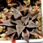 Haworthia Seedling Emelyae Major S082 - 2