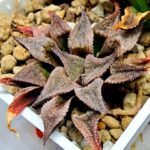 Haworthia Seedling Emelyae Major S082 - 3