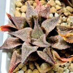 Haworthia Seedling Emelyae Major S082 - 4