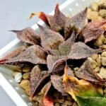 Haworthia Seedling Emelyae Major S082 - 5