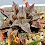 Haworthia Seedling Emelyae Major S082 - 6