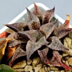 Haworthia Seedling Emelyae Major S082 - 7