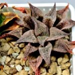 Haworthia Seedling Emelyae Major S082 - 8