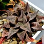 Haworthia Seedling Emelyae Major S082 - 9