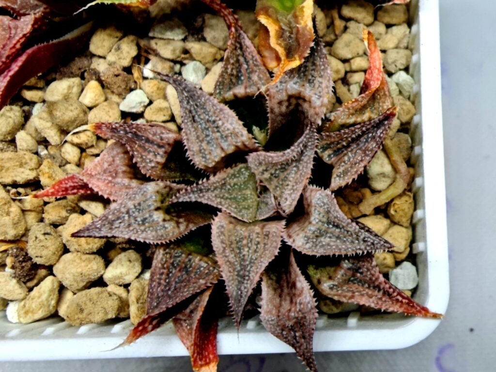 Haworthia Seedling Emelyae Major S082 - 10