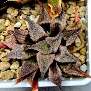 Haworthia Seedling Emelyae Major S082 - 10