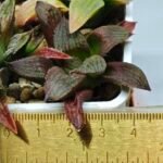 Haworthia Seedling S083 - 1