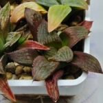 Haworthia Seedling S083 - 2