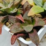 Haworthia Seedling S083 - 3