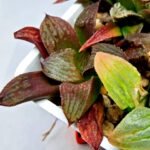 Haworthia Seedling S083 - 5