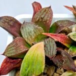 Haworthia Seedling S083 - 6