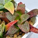 Haworthia Seedling S083 - 7