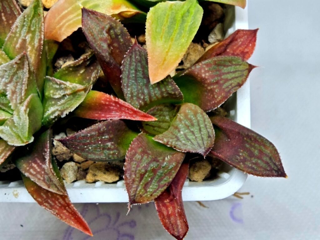 Haworthia Seedling S083 - 8