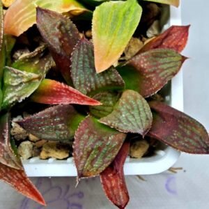 Haworthia Seedling S083 - 8