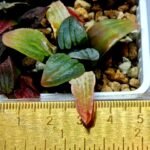 Haworthia Seedling S084 - 1