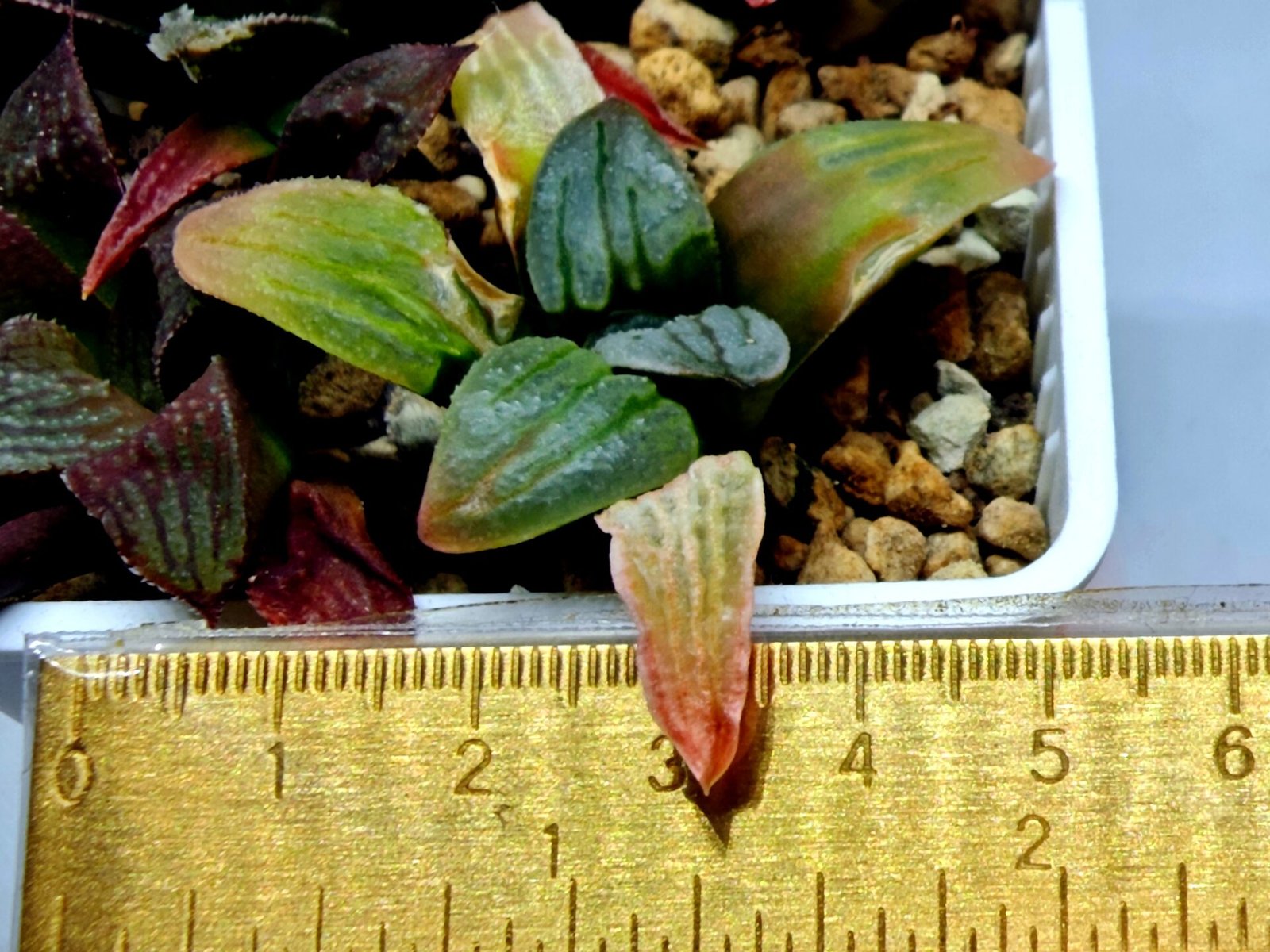Haworthia Seedling S084 - 1