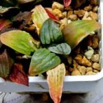Haworthia Seedling S084 - 2