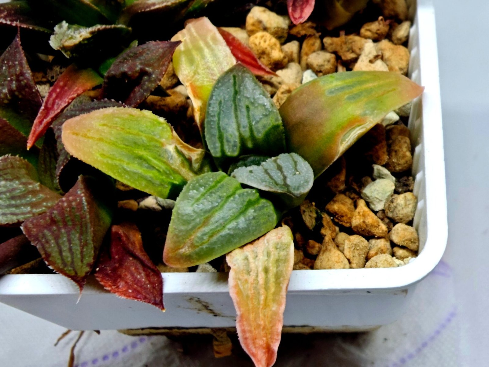 Haworthia Seedling S084 - 2