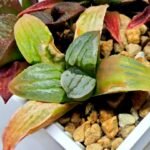 Haworthia Seedling S084 - 3