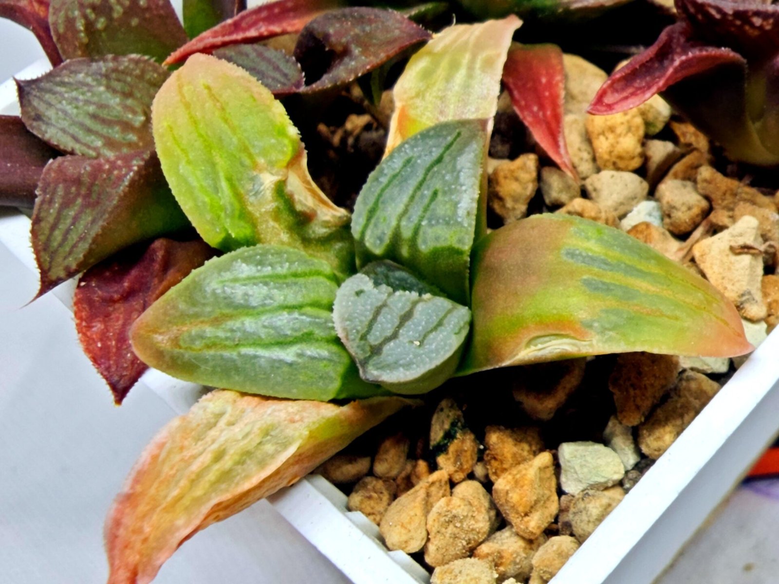 Haworthia Seedling S084 - 3
