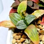 Haworthia Seedling S084 - 4