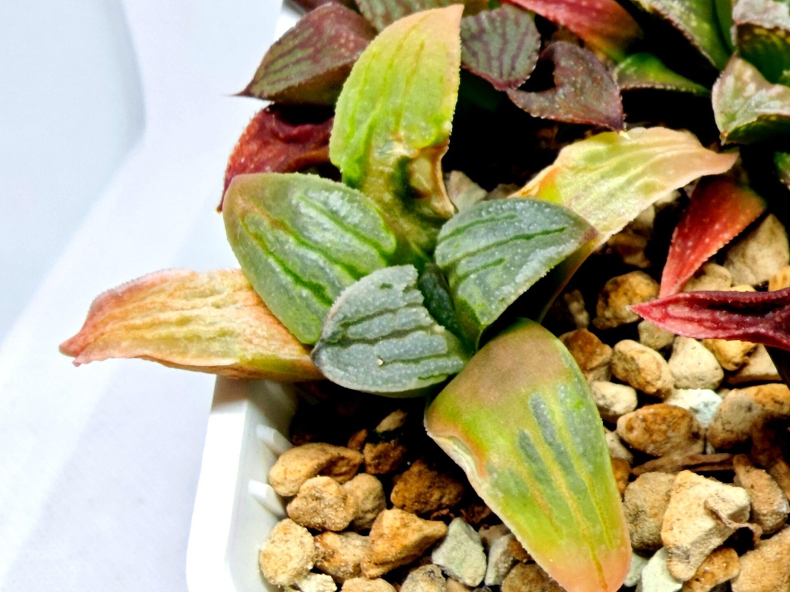 Haworthia Seedling S084 - 4